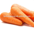 2014 new crop fresh carrot with regular shape